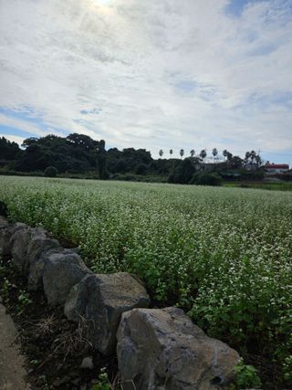 제주 지안이네농장님의 자유주제 · 자유게시판 작성글 사진