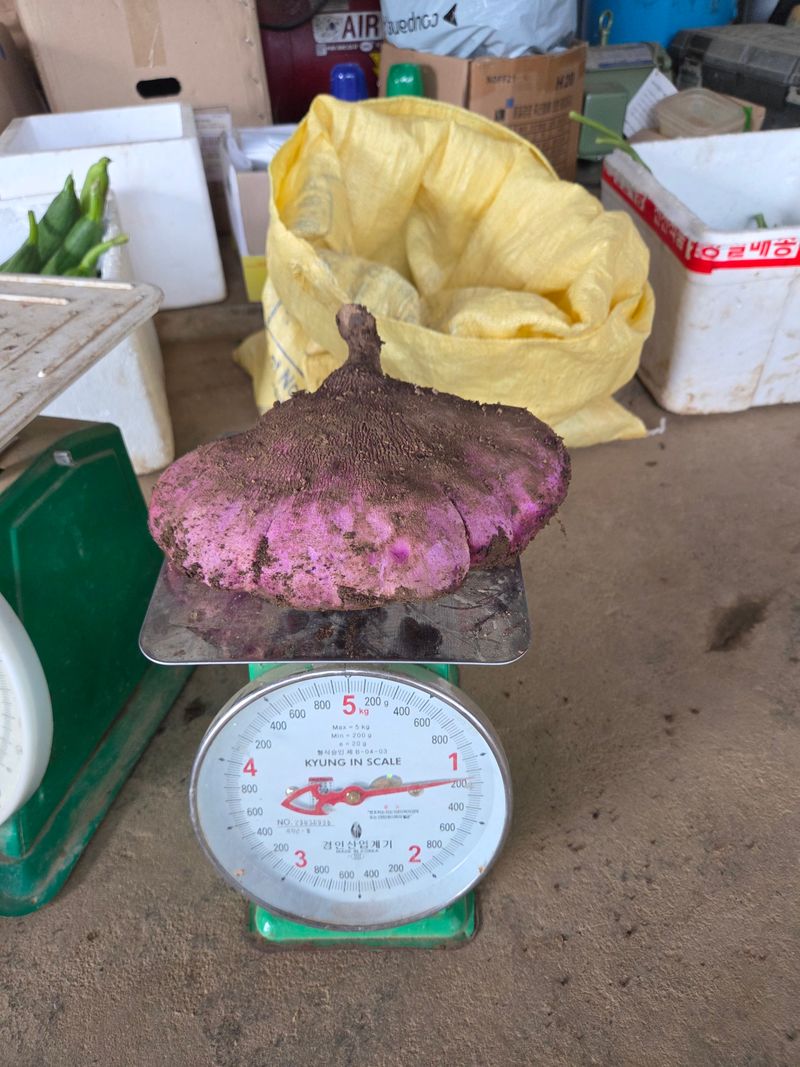 공심채님의 장터 판매 상품 [자색마  1kg ] 첨부 사진