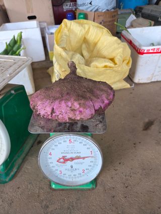 공심채님의 작성글 사진