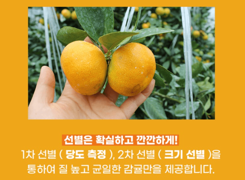 스피드번님의 장터 판매 상품 [고당도 타이백 노지감귤] 첨부 사진