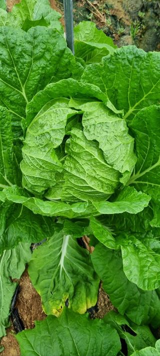 한밭농원님의 자유주제 · 자유게시판 작성글 사진