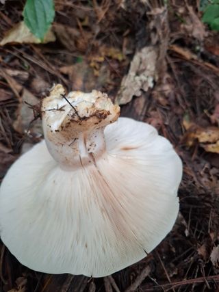 오이2017님의 자유주제 · 자유게시판 작성글 사진