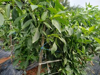 홍순오님의 자유주제 · 자유게시판 작성글 사진