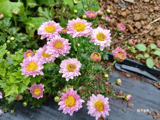 화우농원님의 자유주제 · 자유게시판 작성글 사진