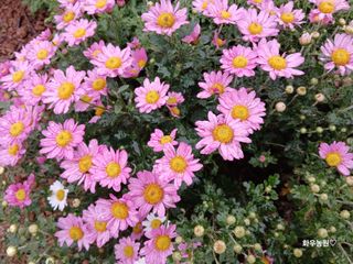 화우농원님의 자유주제 · 자유게시판 작성글 사진