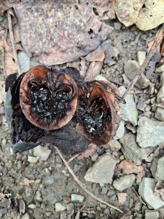 엄순모사선대농장님의 자유주제 · 자유게시판 작성글 사진