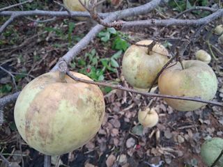 하얀박꽃님의 자유주제 · 자유게시판 작성글 사진