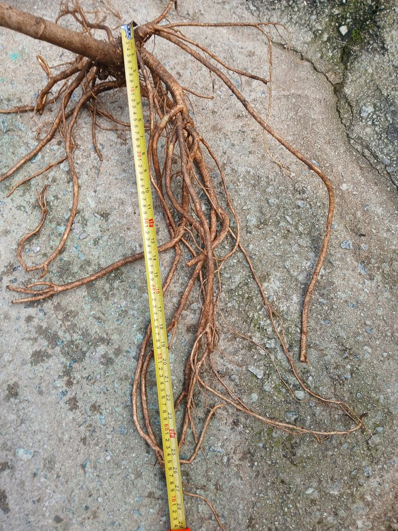 장터 상품 [여름두릅모근.모종] 썸네일