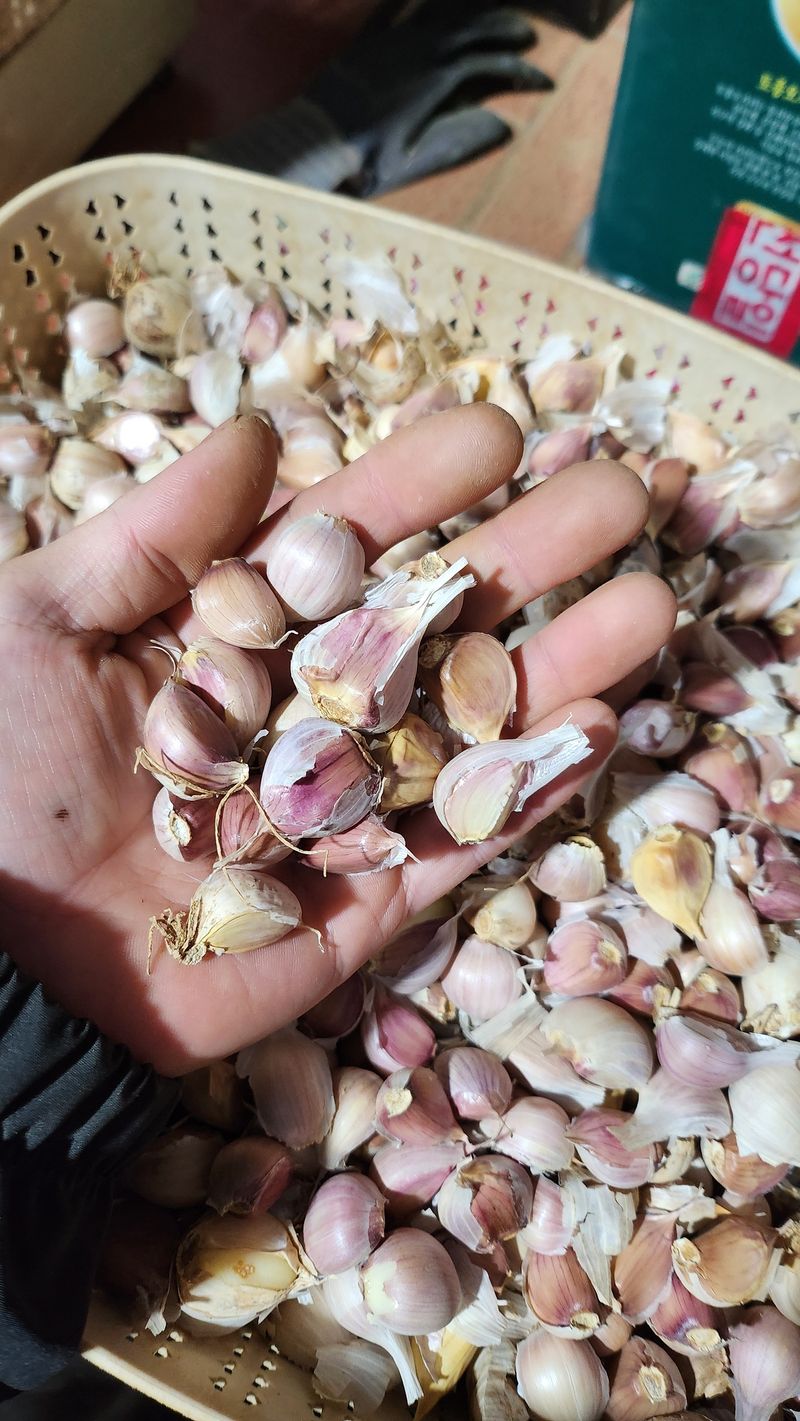 조새힘님의 장터 판매 상품 [유황 홍산마늘 종자용 쪽 분리된 마늘 1kg(하 크기)] 첨부 사진