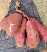 팜모닝 자유주제·자유게시판 게시글 이미지