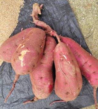 멋진농부님의 자유주제 · 자유게시판 작성글 사진