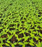 팜모닝 고추·품종•종자 게시글 이미지