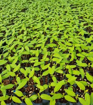 대산농사대장님의 고추 · 품종•종자 작성글 사진