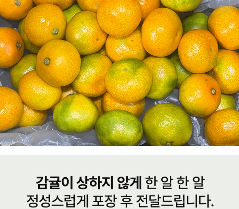 스피드번님의 장터 판매 상품 [(특가) 제주도 노지감귤] 첨부 사진