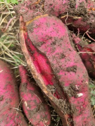 farmer님의 자유주제 · 자유게시판 작성글 사진