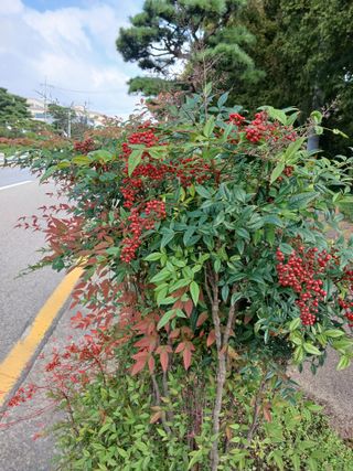 상원(尙沅)님의 자유주제 · 자유게시판 작성글 사진