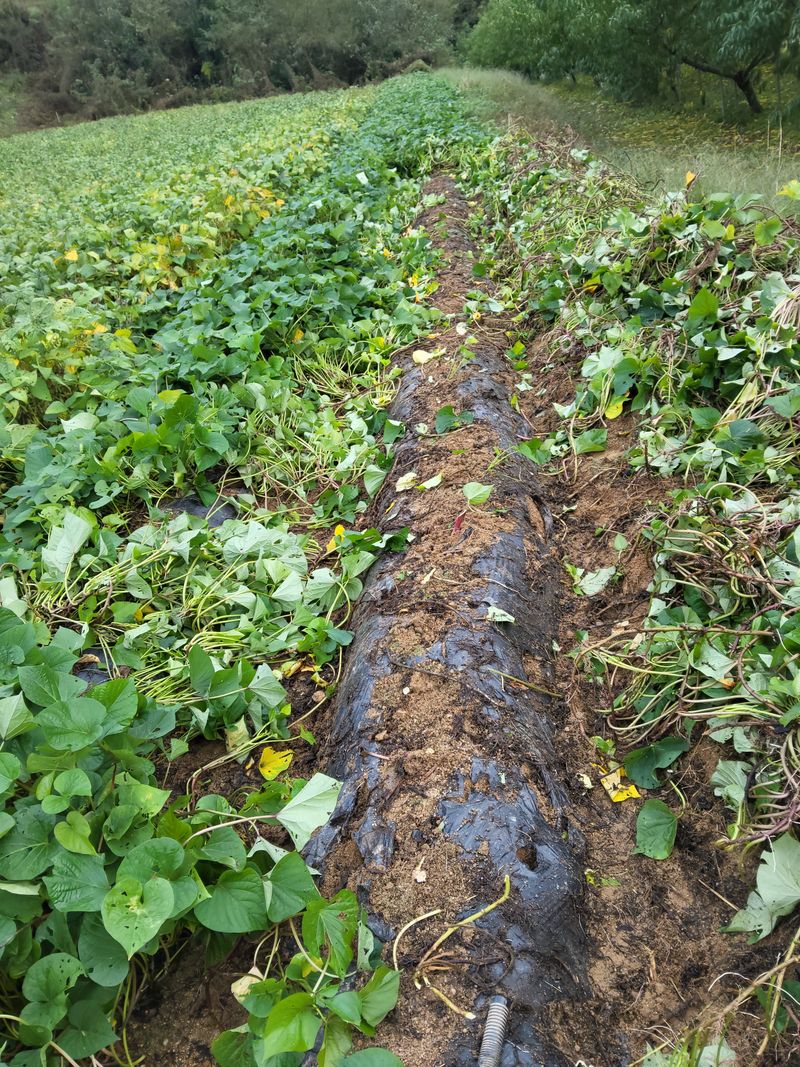 이용근님의 장터 판매 상품 [고구마10키로] 첨부 사진
