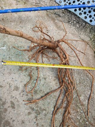 거창두릅농원김성희님의 작성글 사진