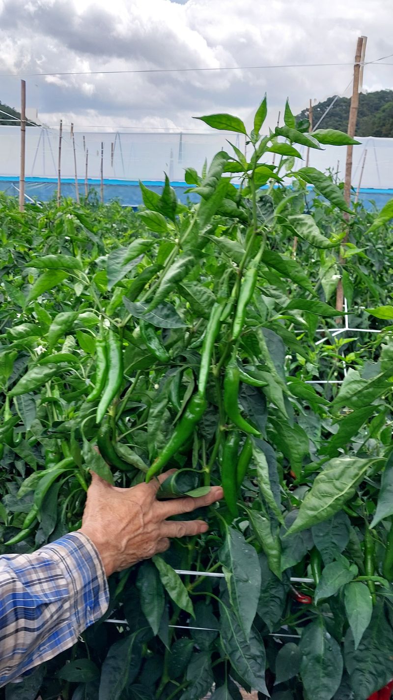 장터 상품 [풋고추,,어린거와,부드러운긴고추,,3키로.  (완판)] 썸네일