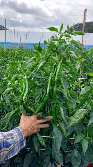 손경식드림농장님의 작성글 사진