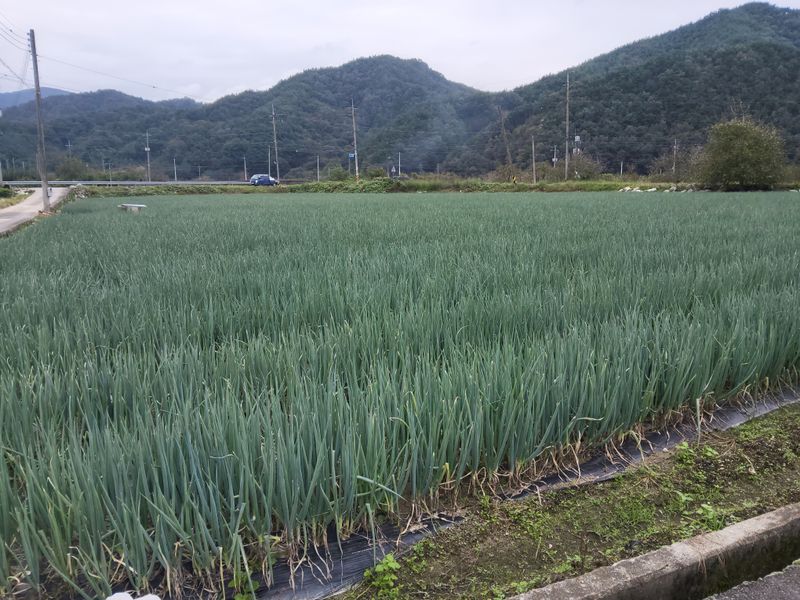 이용근님의 장터 판매 상품 [대파 3000평] 첨부 사진