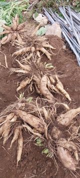 팜모닝 자유주제·자유게시판 게시글 이미지