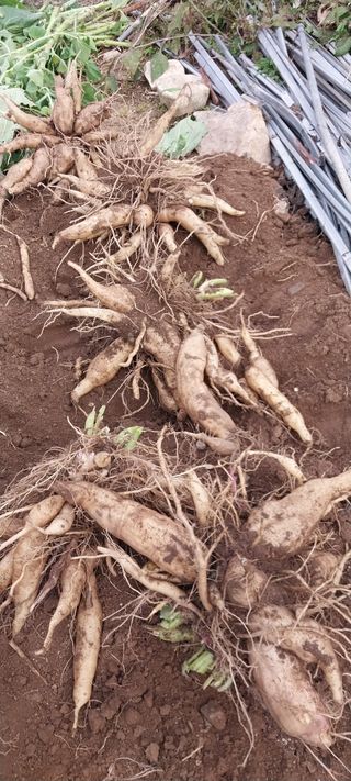 낙엽교목류15665님의 자유주제 · 자유게시판 작성글 사진