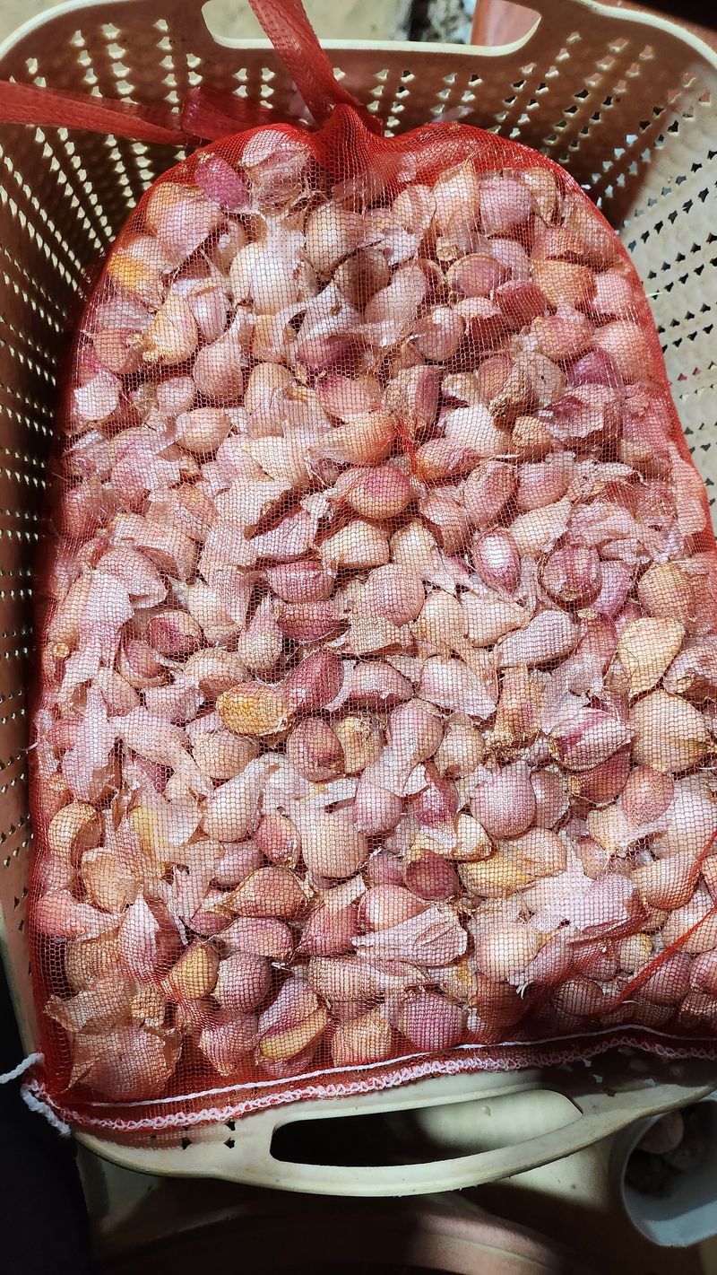 조새힘님의 장터 판매 상품 [유황 홍산마늘 종자용 쪽 분리된 마늘 1kg(하 크기)] 첨부 사진