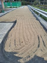 팜모닝 자유주제·자유게시판 게시글 이미지