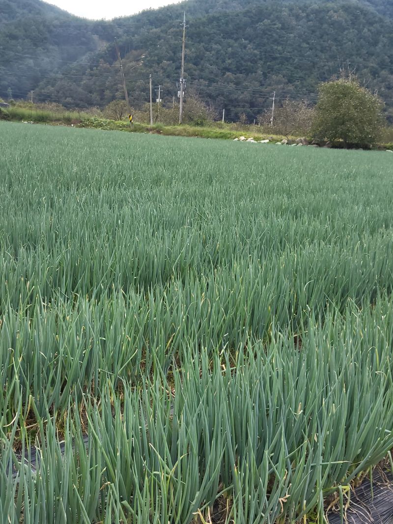 장터 상품 [대파 3000평] 썸네일