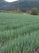 팜모닝 · 게시글 이미지