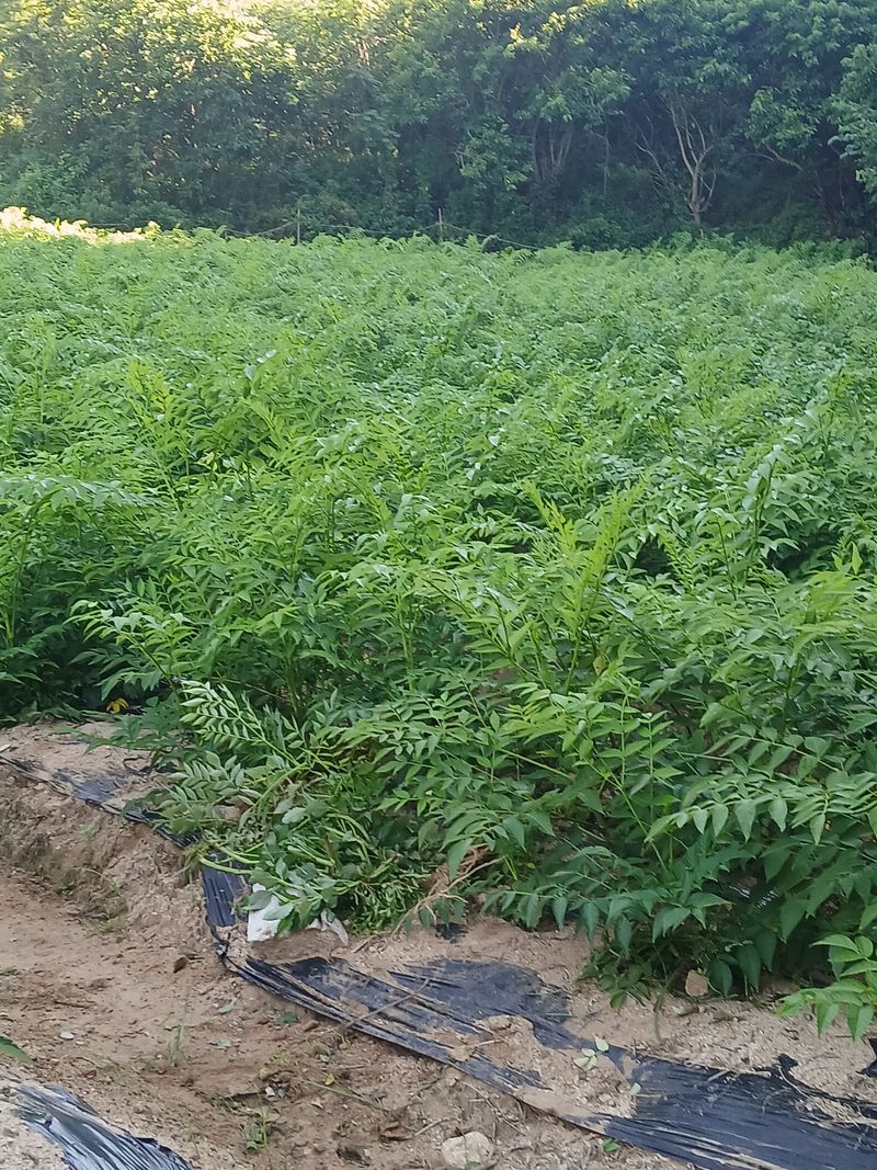 거창두릅농원김성희님의 장터 판매 상품 [여름두릅모근.모종] 첨부 사진