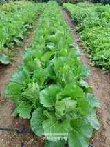 팜모닝 자유주제·자유게시판 게시글 이미지