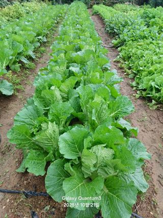 전진규.해돋이님의 자유주제 · 자유게시판 작성글 사진