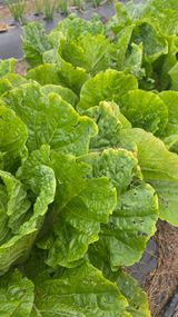 팜모닝 자유주제·자유게시판 게시글 이미지