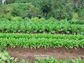 전진규.해돋이님의 자유주제 · 자유게시판 작성글 사진
