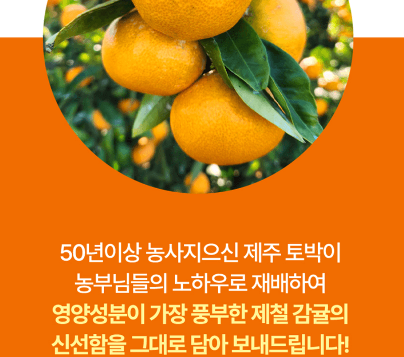 스피드번님의 장터 판매 상품 [(특가) 제주도 노지감귤] 첨부 사진