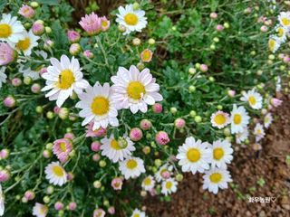 화우농원님의 자유주제 · 자유게시판 작성글 사진