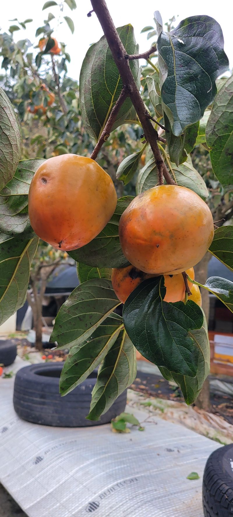 장터 상품 [대봉감10키로 ] 썸네일