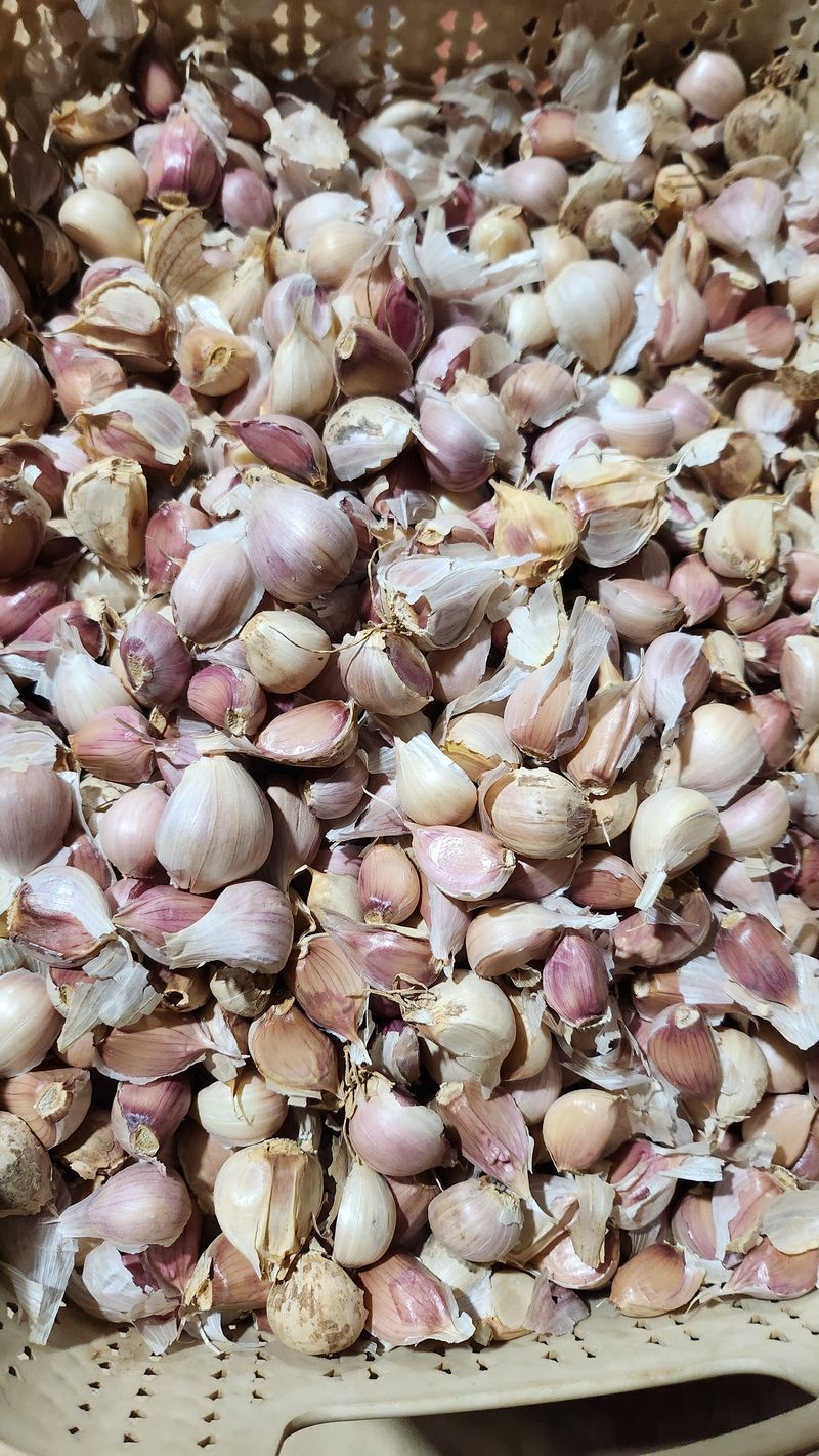 조새힘님의 장터 판매 상품 [유황 홍산마늘 종자용 쪽 분리된 마늘 1kg(하 크기)] 첨부 사진