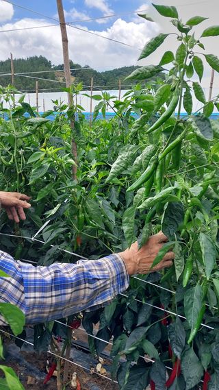 손경식드림농장님의 작성글 사진