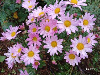 화우농원님의 자유주제 · 자유게시판 작성글 사진