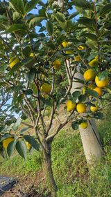 팜모닝 자유주제·자유게시판 게시글 이미지