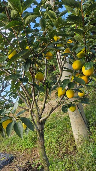 신현택님의 자유주제 · 자유게시판 작성글 사진