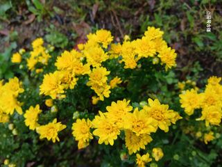 화우농원님의 자유주제 · 자유게시판 작성글 사진