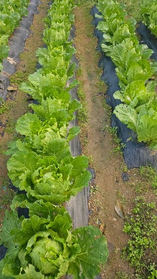 신현택님의 자유주제 · 자유게시판 작성글 사진