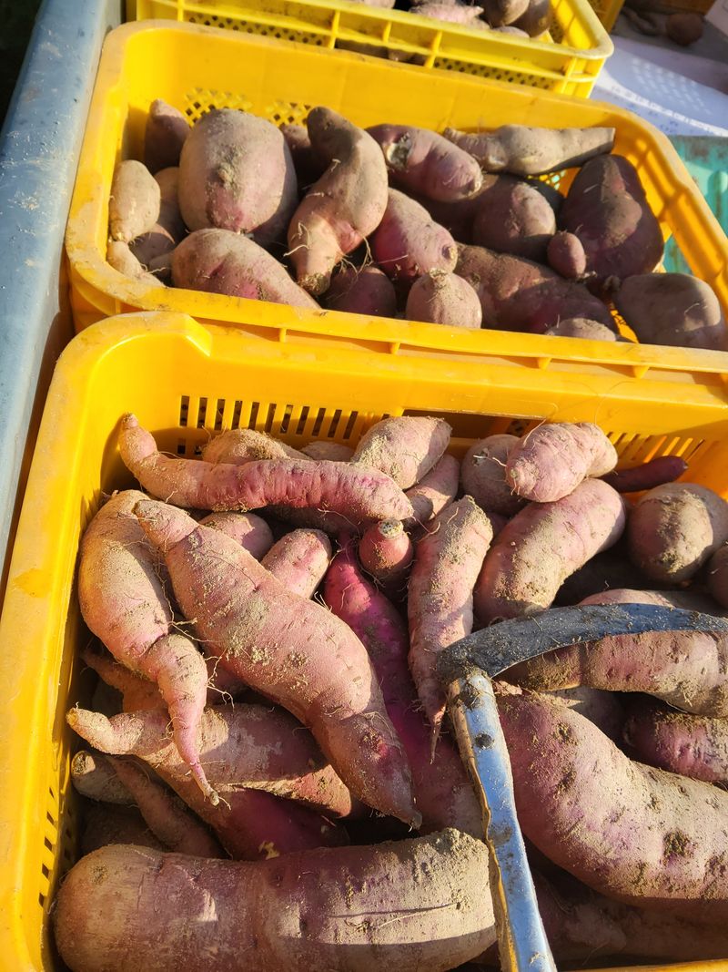 이용근님의 장터 판매 상품 [고구마10키로] 첨부 사진