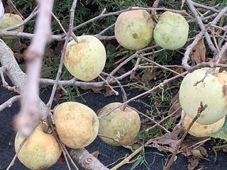 하얀박꽃님의 자유주제 · 자유게시판 작성글 사진