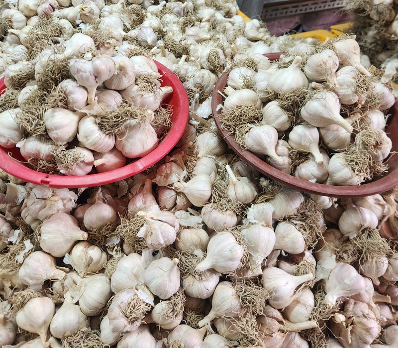 장터 상품 [의성 씨마늘] 썸네일