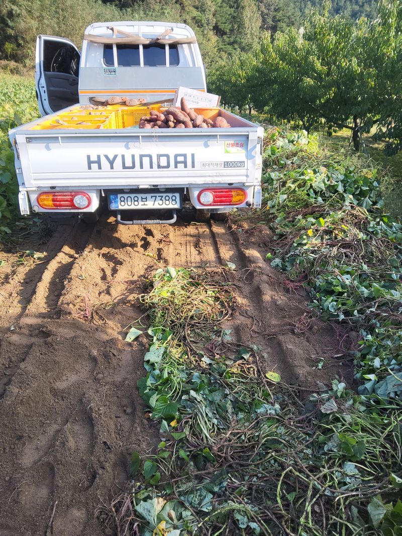 이용근님의 장터 판매 상품 [고구마10키로] 첨부 사진